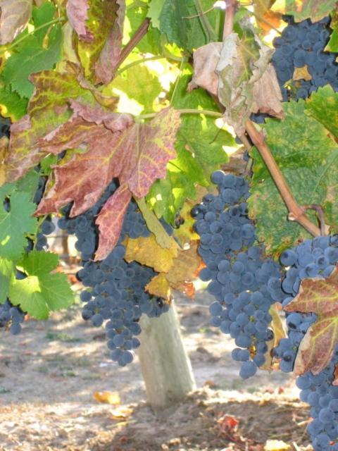 Pearlessence Vineyard Inn Sebastopol Dış mekan fotoğraf